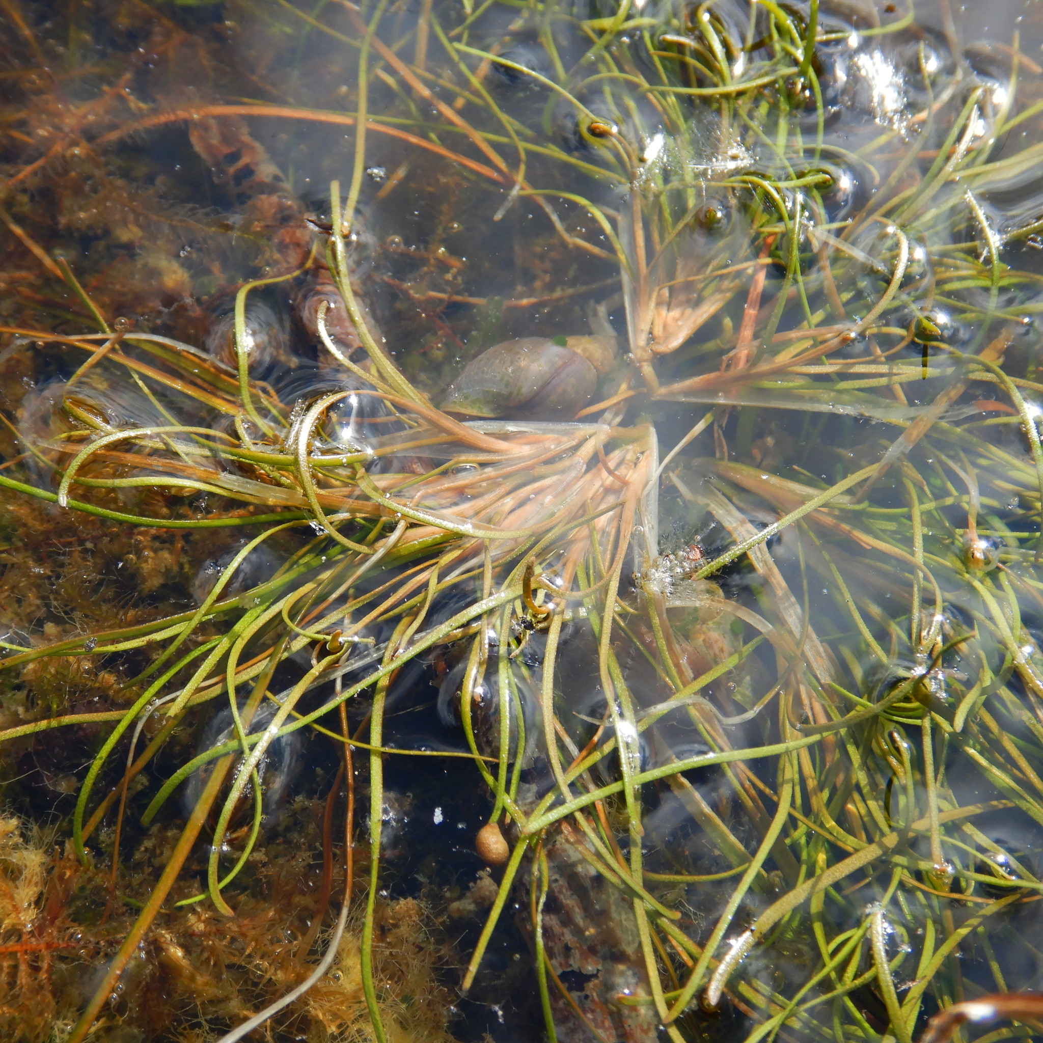 Stuckenia vaginata