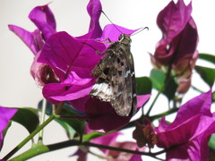 Codatractus bryaxis