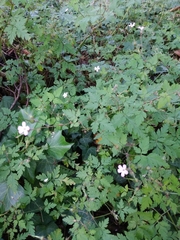 Geranium robertianum