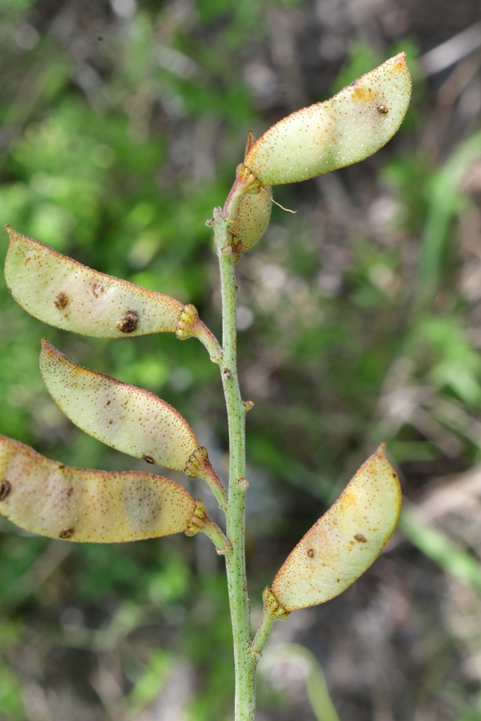 Pomaria austrotexana