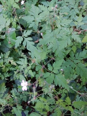 Geranium robertianum