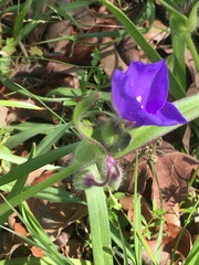 Tradescantia occidentalis