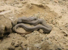 Galvarinus chilensis