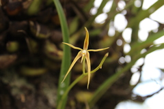 Prosthechea rhynchophora