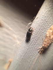 Calamosternus granarius