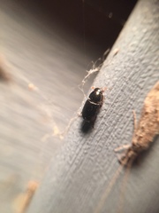 Calamosternus granarius