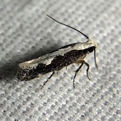 Agnippe prunifoliella