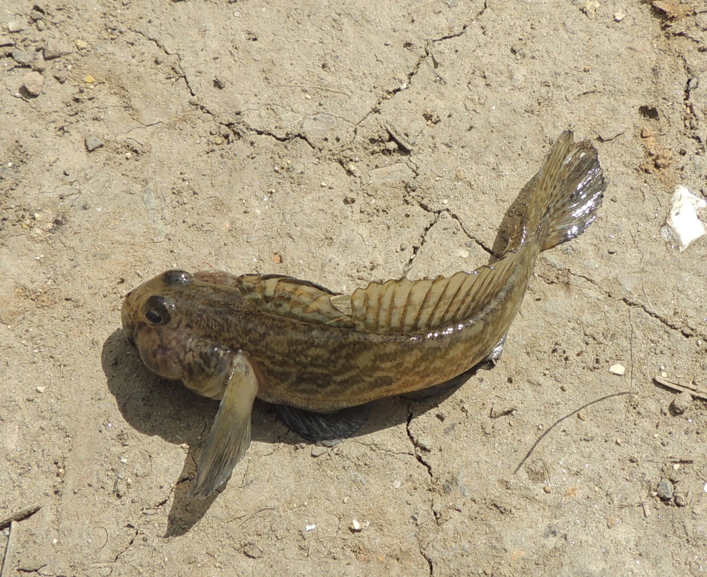 Racer goby (Babka gymnotrachelus) — Gobiidae