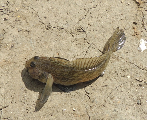 Racer goby (Babka gymnotrachelus) — Gobiidae
