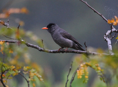 Hypsipetes madagascariensis