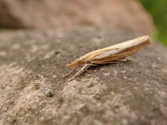 Agriphila tristella