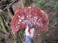 Ganoderma oregonense