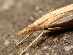 Agriphila tristella