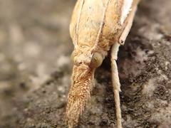 Agriphila tristella