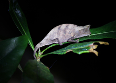 Brookesia superciliaris