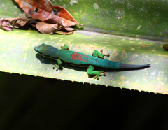 Phelsuma lineata