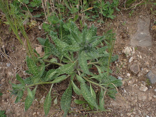 Image of Echium creticum by (c) Franck Cabot, some rights reserved (CC BY)