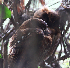 Otus rutilus rutilus