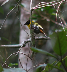 Ploceus nelicourvi