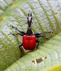 Trachelophorus giraffa