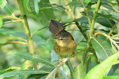 Helopsaltes certhiola