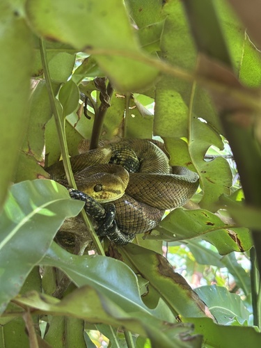 Dormilona