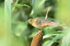 Helopsaltes certhiola