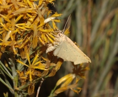 Prochoerodes truxaliata