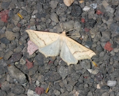 Prochoerodes truxaliata