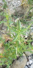 Epilobium ciliatum
