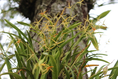 Prosthechea rhynchophora