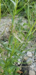 Epilobium ciliatum