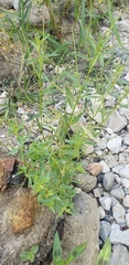 Epilobium ciliatum