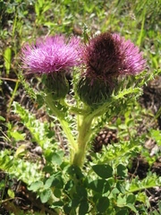 Cirsium drummondii