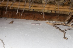 Phyllodactylus unctus