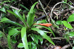 Guzmania nicaraguensis