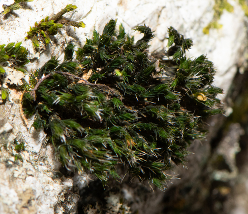 Grimmia pilifera