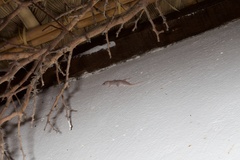 Phyllodactylus unctus