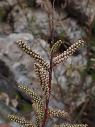 Image of Tamarix africana by (c) Franck Cabot, some rights reserved (CC BY)