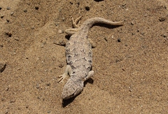 Liolaemus nigromaculatus