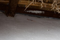 Phyllodactylus unctus