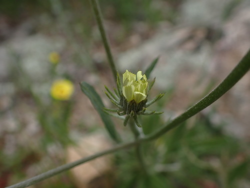 Image of Tolpis umbellata by (c) Franck Cabot, some rights reserved (CC BY)