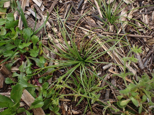 Image of Isoetes durieui by (c) Franck Cabot, some rights reserved (CC BY)