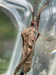 Leptoglossus concolor