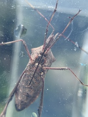 Leptoglossus concolor