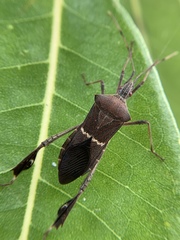 Leptoglossus concolor