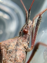 Leptoglossus concolor