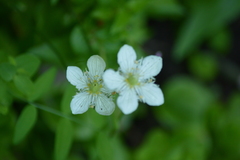 Parnassia cirrata intermedia