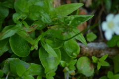 Parnassia cirrata intermedia