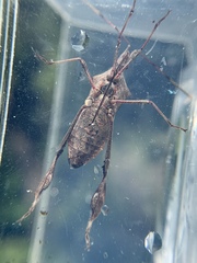 Leptoglossus concolor